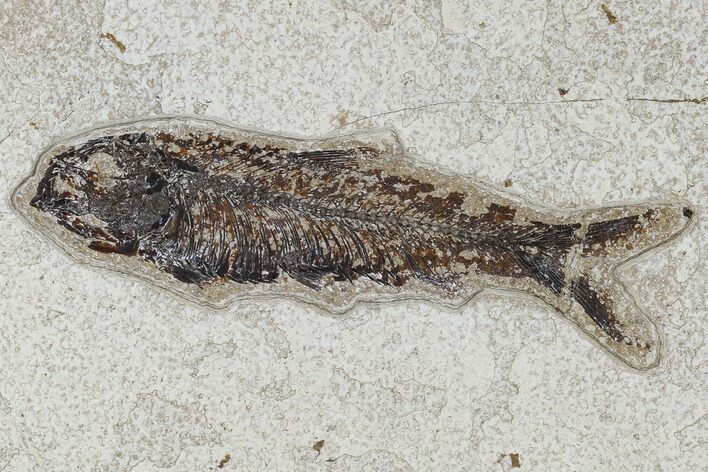 Fossil Fish (Knightia) - Green River Formation #114001
